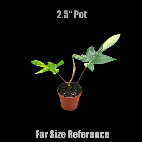[Bare-root]Philodendron 'Florida beauty' (variegata) 弗羅里達美人 [Wishlsit]