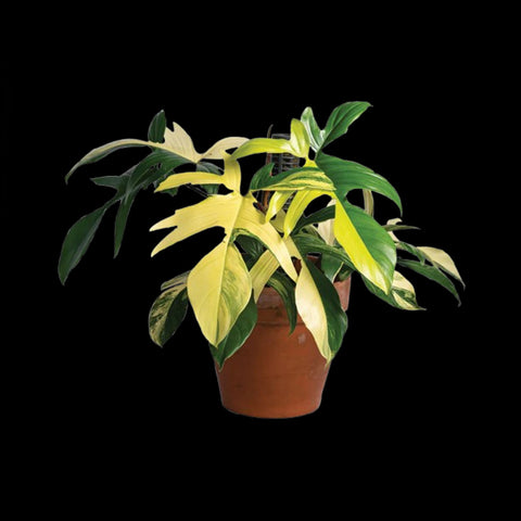 [Bare-root]Philodendron 'Florida beauty' (variegata) 弗羅里達美人 [Wishlsit]