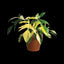 [Bare-root]Philodendron 'Florida beauty' (variegata) 弗羅里達美人 [Wishlsit]