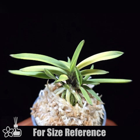 [Bare-root]Neofinetia (V.) falcata 'Hanagoromo' 花衣 [Neo Preorder]