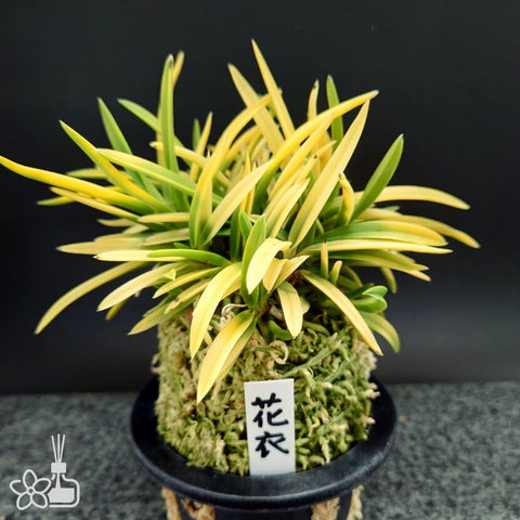 [Bare-root]Neofinetia (V.) falcata 'Hanagoromo' 花衣 [Neo Preorder]