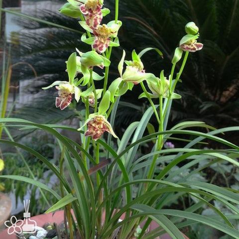 Cymbidium ensifolium “Li Shan Shi Wang”	梨山獅王