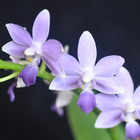 Phal. Summer Rose 'Blue Star' 藍星