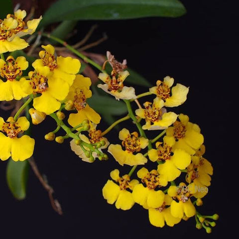 [AS-IS]Oncidium ampliatum 鱉頭文心