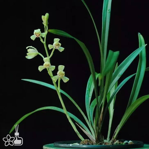 Cymbidium ensifolium “Yi Pin Mei”	一品梅