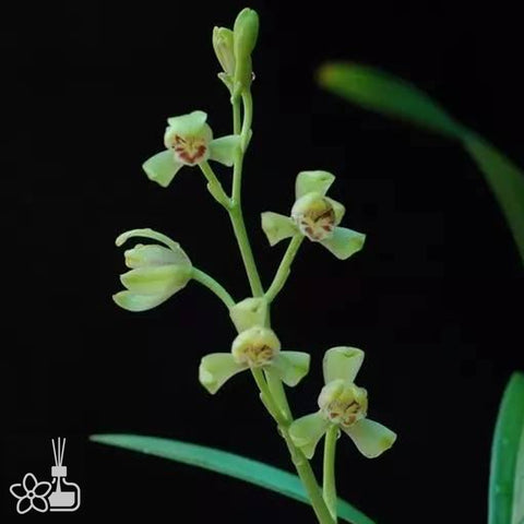 Cymbidium ensifolium “Yi Pin Mei”	一品梅