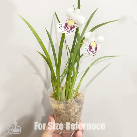 [AS-IS]Miltoniopsis phalaenopsis 'John Leathers' 堇花蝴蝶