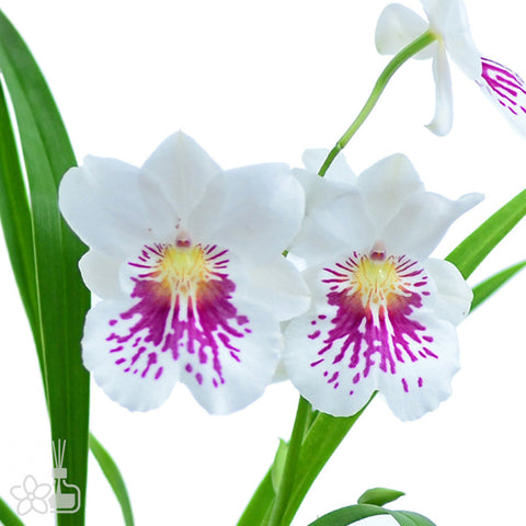 [AS-IS]Miltoniopsis phalaenopsis 'John Leathers' 堇花蝴蝶