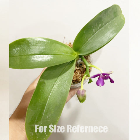 Phal. Vio Vio 'Cat Face' (peloric - 3 lips) 貓臉 (三唇瓣)