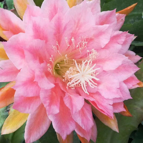 [Bare-root]Epiphyllum Pink Light 粉金光[Oct Preorder]