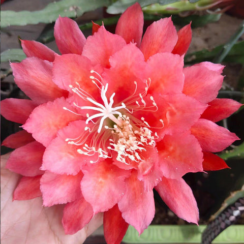 [Bare-root]Epiphyllum Rouge Red 胭脂紅[Oct Preorder]