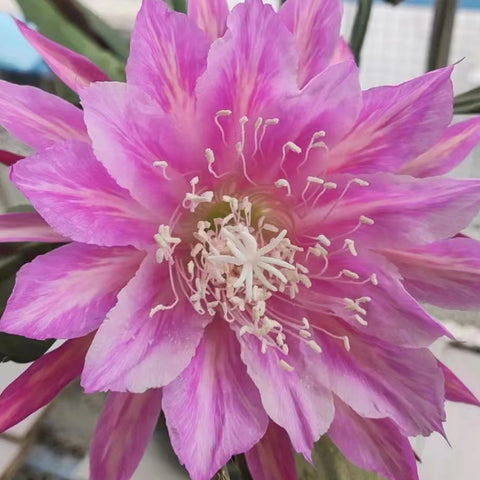 [Bare-root]Epiphyllum Graceful Lotus 嫻荷 [Oct Preorder]