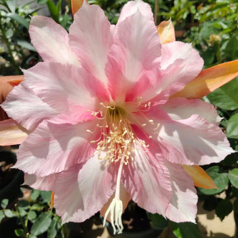 [Bare-root]Epiphyllum Rosy Peach 桃花 [Oct Preorder]