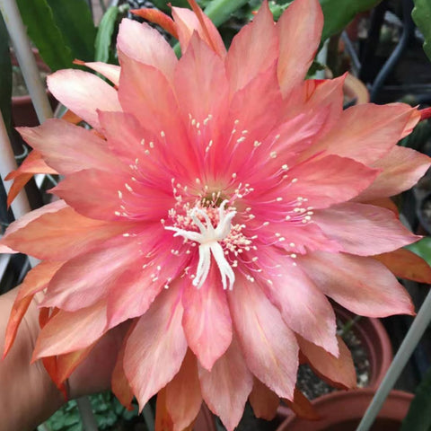 [Bare-root]Epiphyllum Sunset Pink 日落粉 [Oct Preorder]