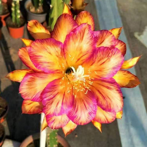 [Bare-root]Epiphyllum Golden Phoenix 鳳凰[Oct Preorder]