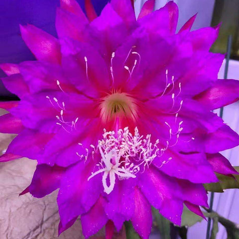 [Bare-root]Epiphyllum Purple Gem 紫寶石[Oct Preorder]