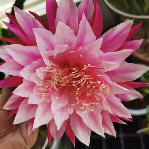 [Bare-root]Epiphyllum Pink Origami 摺紙[Oct Preorder]