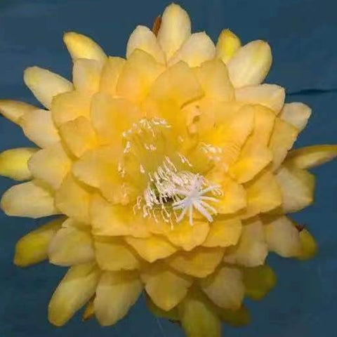 [Bare-root]Epiphyllum Golden Tang 唐黃[Oct Preorder]