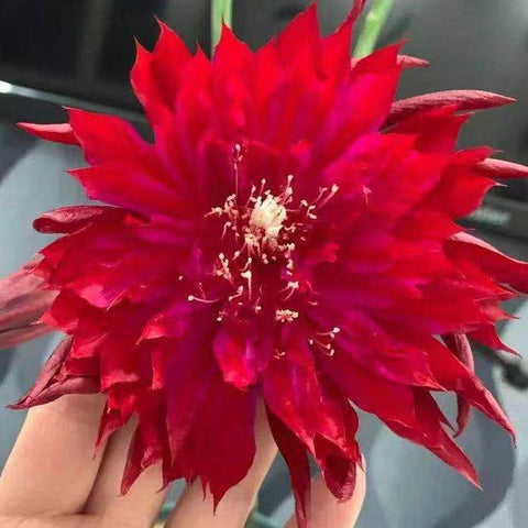 [Bare-root]Epiphyllum Red Queen 女王[Oct Preorder]