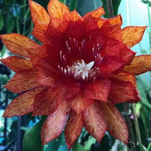 [Bare-root]Epiphyllum Red Maple 紅楓 [Oct Preorder]