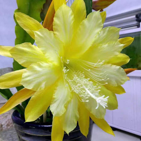 [Bare-root]Epiphyllum Yellow Canary 金絲雀 [Oct Preorder]