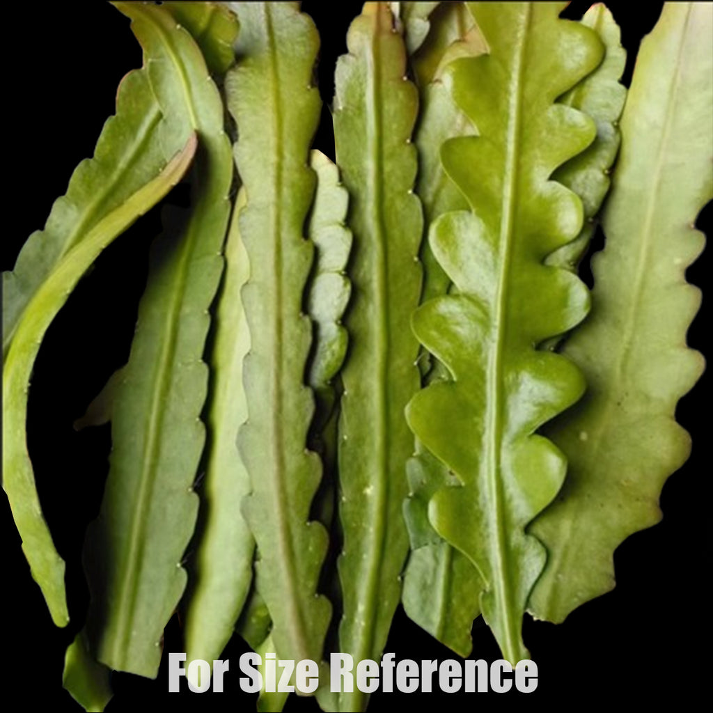 [Bare-root]Epiphyllum Scarlet Feather 紅羽 [Oct Preorder] – Orchidmart