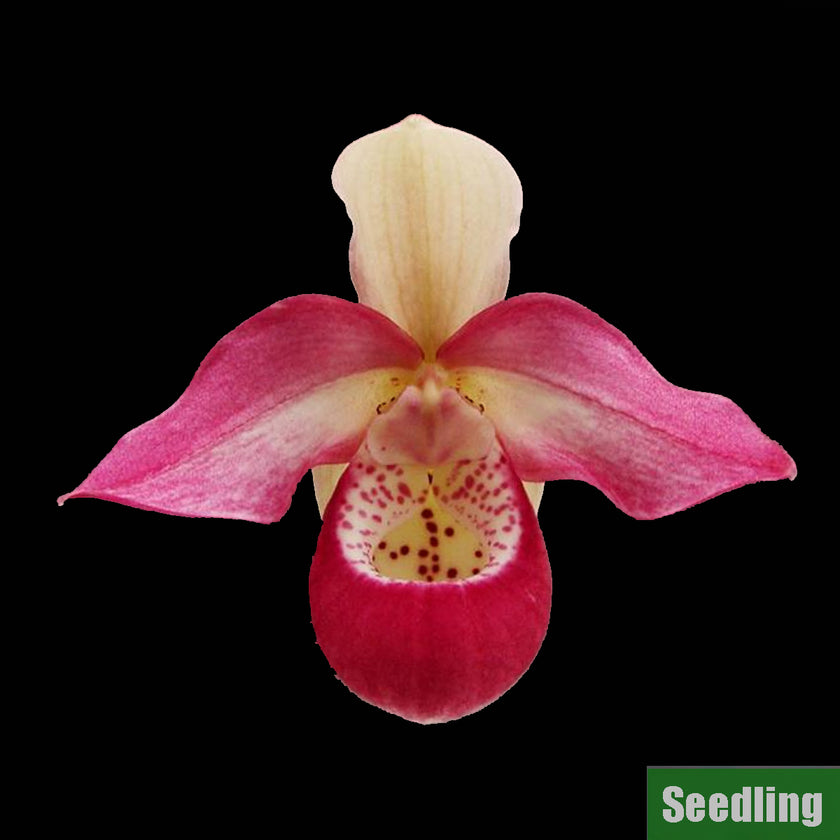 [Bare-Root]Phrag. Josephine Bonaparte Seedling 约瑟芬[Feb Preorder ...