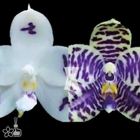 [Bare-Root]Phal. Peacock Ludde 孔雀路德[May Preorder]
