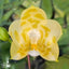 [Bare-root]Phal. Yaphon Love Song 雅風情歌 [Wishlist]