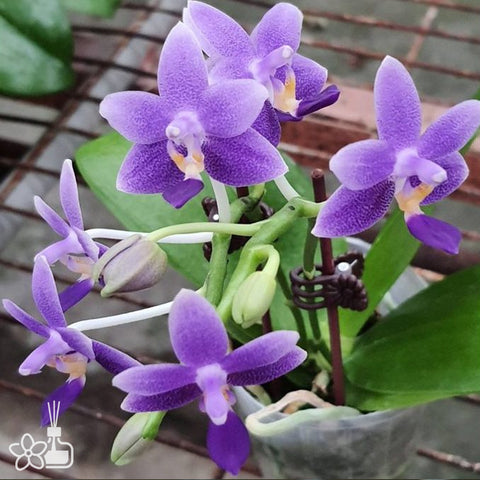 [Bare-Root]Phal. Younger Little Blue ‘910’ 小藍莓910[May Preorder]