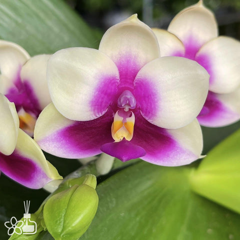 [Bare-Root]Phal. SG Passion漢諾的熱情[May Preorder]