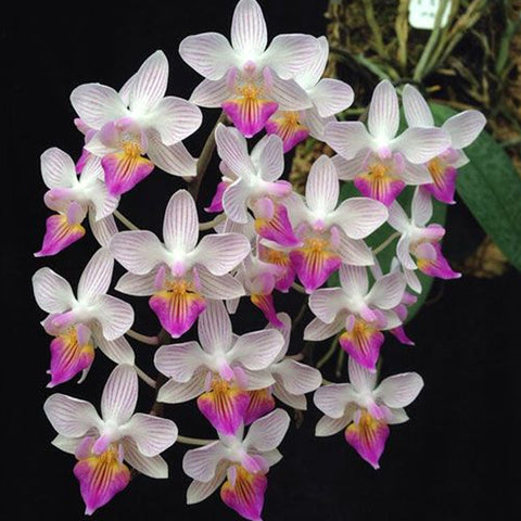 [Bare-Root]Phal. Cellinde 赛琳德 [May Preorder]
