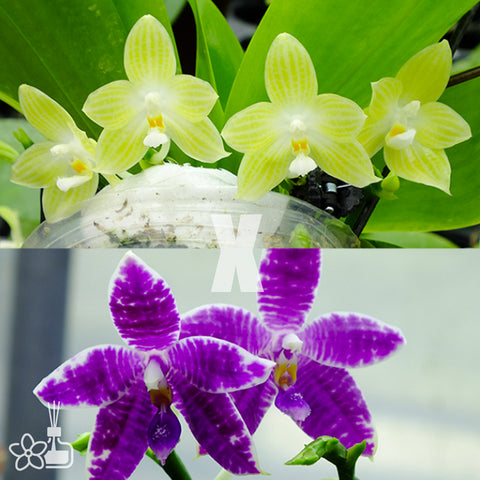 [Bare-Root]Phal. Mickey's Blue Parrot 米奇藍鸚鵡[May Preorder]