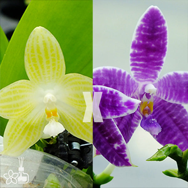 Bare-Root]Phal. Mickey's Blue Parrot 米奇藍鸚鵡[May Preorder