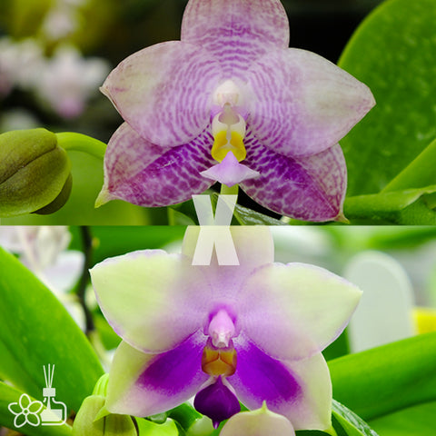 [Bare-Root]Phal. Blue Spider Pie 蜘蛛派 [May Preorder]