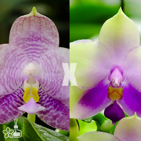 [Bare-Root]Phal. Blue Spider Pie 蜘蛛派 [May Preorder]
