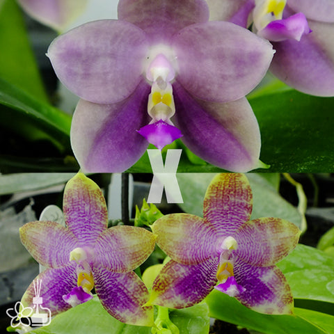 [Bare-Root]Phal. Blue Diamond Emerald 藍鑽 [May Preorder]