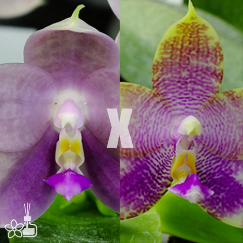 [Bare-Root]Phal. Blue Diamond Emerald 藍鑽 [May Preorder]