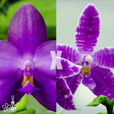 [Bare-Root]Phal. Crystal Blue Parrot 水晶鸚鵡 [May Preorder]