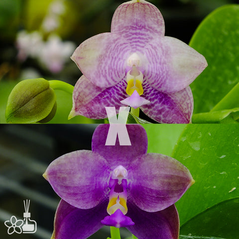 [Bare-Root]Phal. Blue Spider Family 蜘蛛家族 [May Preorder]