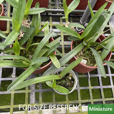 [Bare-Root]Mexipedium xerophyticum 墨西哥拖鞋蘭[May Preorder]