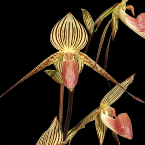 [Bare-Root]Paph. Lady Roth 羅斯小姐[May Preorder]