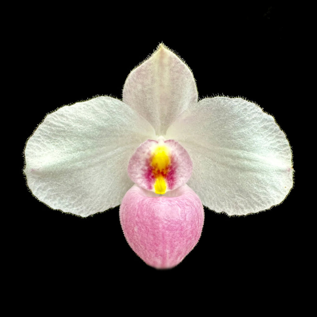 [bare Root]paph Delenatii × Sib 越南美人[apr Pre Order] Orchidmart