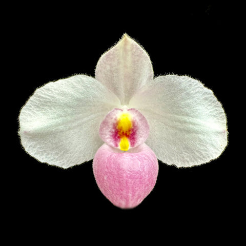 帕夫。 leucochilum × sib 尼克兄弟交