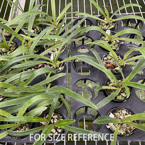 [Bare-Root]Paph. henryanum × sib 亨利拖鞋蘭[APR Pre-Order]
