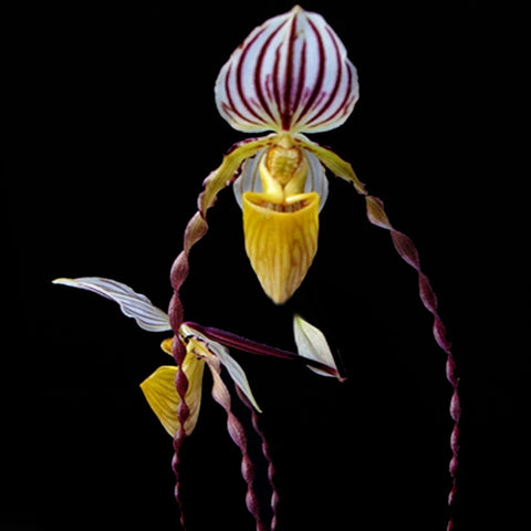 [Bare-Root]Paph. philippinense 菲律賓兜蘭[May Preorder]