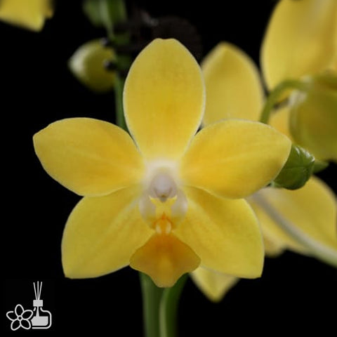 [Bare-Root]Phal. I-Hsin Golden Tangerine Ice 冰橘 [May Preorder]