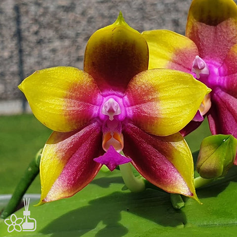 [Bare-Root]Phal.Mituo Princess 'Redpoint' 彌陀紅點[May Preorder]
