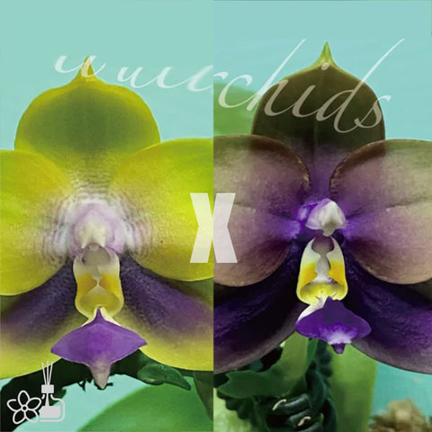 [Bare-Root]Phal. Love Summer 夏日之戀 [May Preorder]