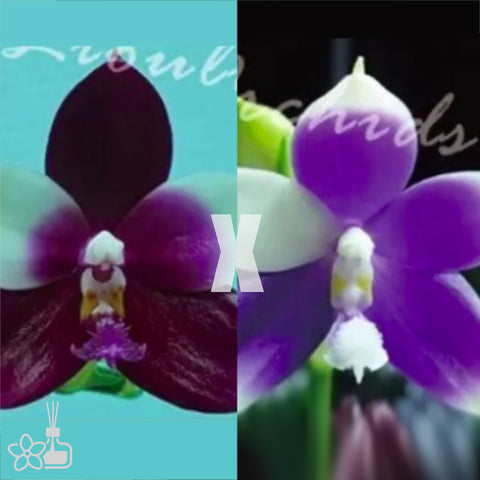 [Bare-Root]Phal. Blue Eagle 藍鷹[May Preorder]